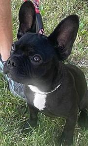 HANDSOME BLACK 3 YEAR OLD MALE FRENCHTON