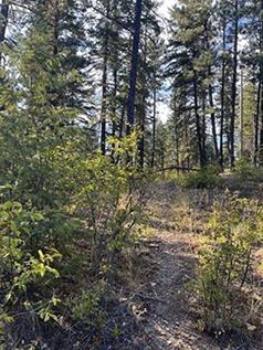 DON'T MISS THIS OPPORTUNITY TO BUY 14 ACRES IN LOON LAKE