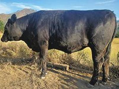 3 ANGUS STEERS TO CHOOSE FROM