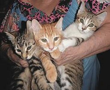 SWEET PLAYFUL ADORABLE KITTENS