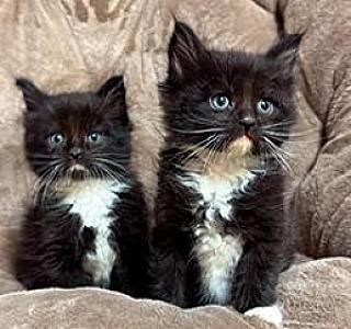 MAINE COON/ RAGDOLL MIX KITTENS