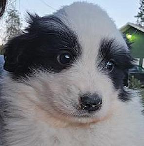 GREAT PYRENEES/ ANATOLIAN PUPPIES 