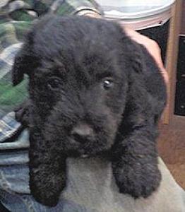 AKC SCOTTISH TERRIER PUPPIES