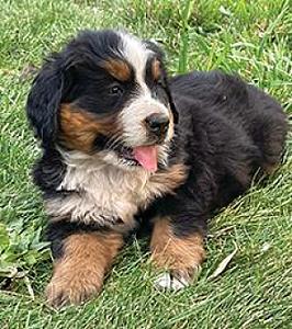 AKC BERNESE MOUNTAIN DOG PUPPIES