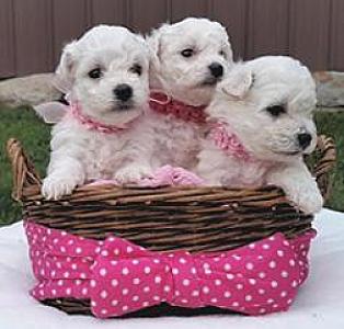 AKC BICHON FRISE PUPPIES 