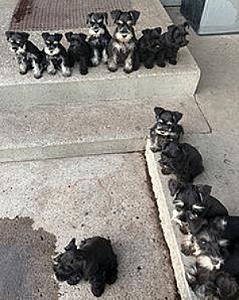 AKC MINIATURE SCHNAUZERS