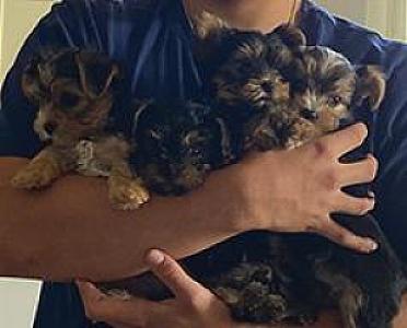 AKC REG. YORKSHIRE TERRIERS