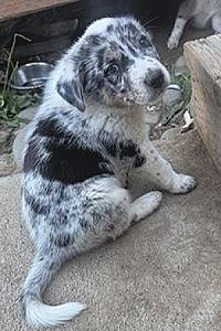 BORDER COLLIE HEELER PUPPIES
