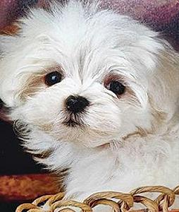MALTESE & MALTESE MIXED PUPS, MALES & FEMALES