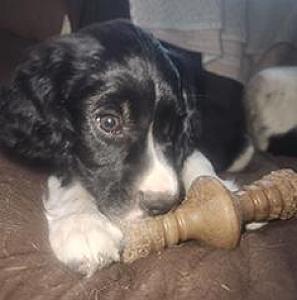 ENGLISH SPRINGER SPANIEL PUPPIES