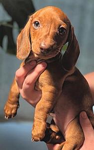 MINIATURE DACHSHUND PUPPIES