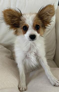 FEMALE PAPILLION PUPPY