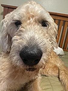 TO GOOD FARM HOME: FEMALE GOLDENDOODLE