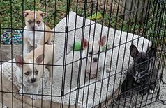 FRENCH BULL AUSSIES - FRAUSSIES