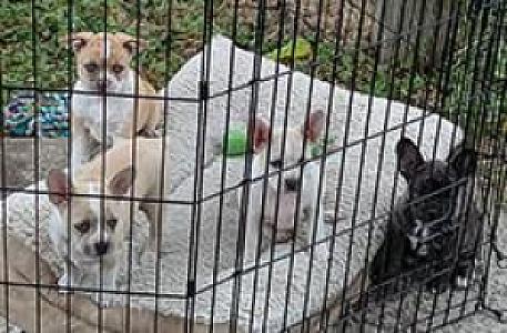 FRENCH BULL AUSSIES - FRAUSSIES