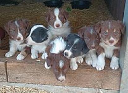 BORDER COLLIES ABCA REGISTERABLE
