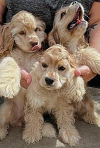 AMERICAN COCKER SPANIEL PUPPIES