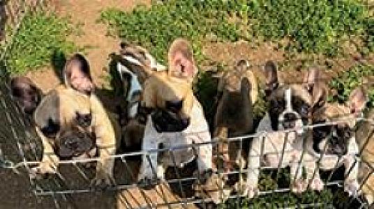 PUREBRED FRENCH BULLDOGS