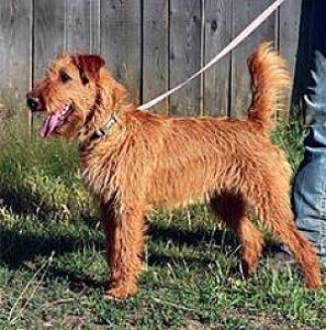 AKC IRISH TERRIER PUPPIES