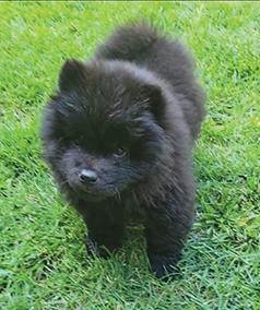 CHOW CHOW PUPPIES!