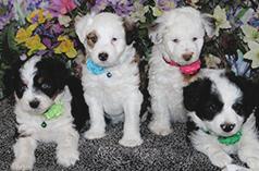MINIATURE AUSTRALIAN SHEPHERD CROSSED WITH MINIATURE POODLE 