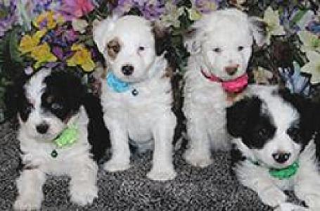MINIATURE AUSTRALIAN SHEPHERD CROSSED WITH MINIATURE POODLE
