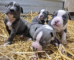 ONCE IN A LIFETIME LITTER