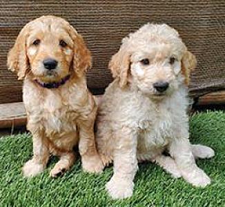 PRECIOUS GOLDENDOODLES