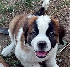 SAINT BERNARD PUPPIES