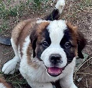 SAINT BERNARD PUPPIES