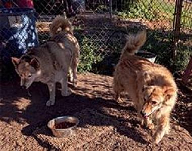 HUSKY MIX DOGS, NICE & FRIENDLY