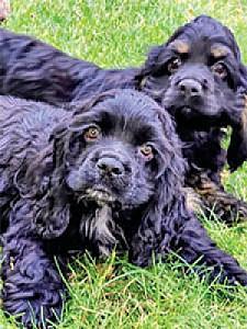 PUREBRED COCKER SPANIEL PUPPIES