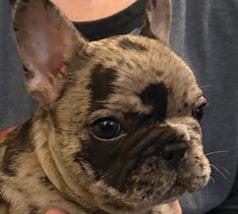 AKC FEMALE FRENCH BULLDOG PUPPY