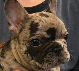 AKC FEMALE FRENCH BULLDOG PUPPY