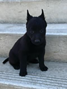 PUREBRED BELGIAN MALINOIS PUPPIES