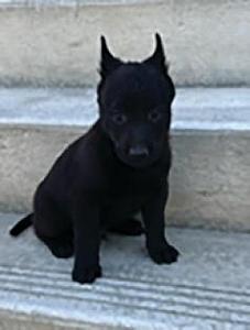 PUREBRED BELGIAN MALINOIS PUPPIES