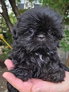 SHIH TZU PUPPIES