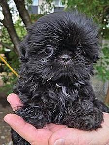 SHIH TZU PUPPIES