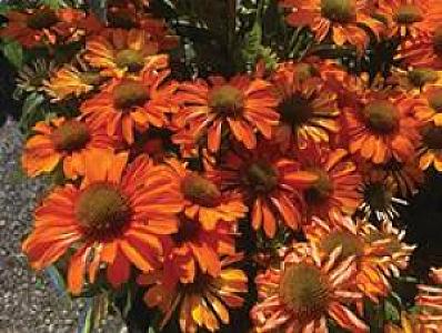 SCOTTS FAMILY TREE NURSERY END OF SUMMER SELL DOWN