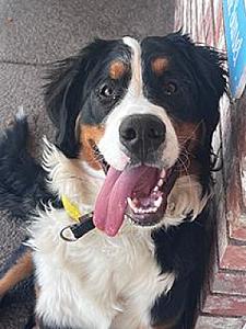 BERNESE MOUNTAIN DOG