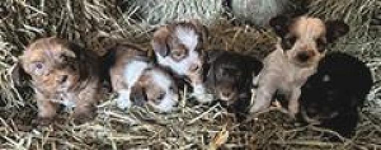 BEAUTIFUL YORKIE MIX PUPPIES