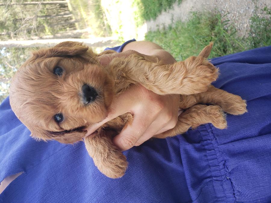 CAVAPOO PUPPIES