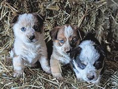 COWBOY CORGI PUPPIES