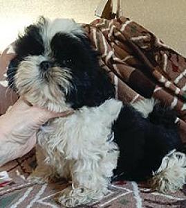 GORGEOUS AKC SHIH TZU PUPPIES 