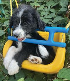 FIVE SUPER SWEET & LOVING BERNEDOODLE PUPPIES