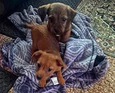 2 MALE CHIWEENIE PUPPIES