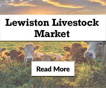 Upcoming Livestock Sales!